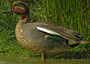 Eurasian Teal 
&copy; Marie-Andr�e et Thierry B�cret