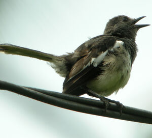 Oriental Magpie-Robin