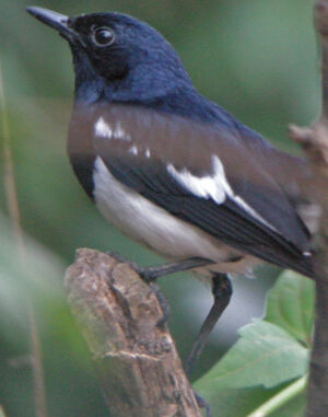 Oriental Magpie-Robin