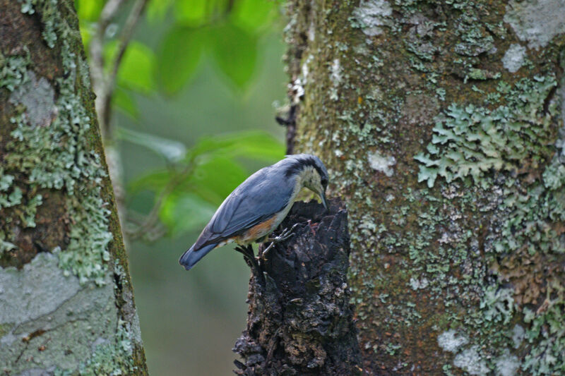 Chestnut-vented Nuthatch