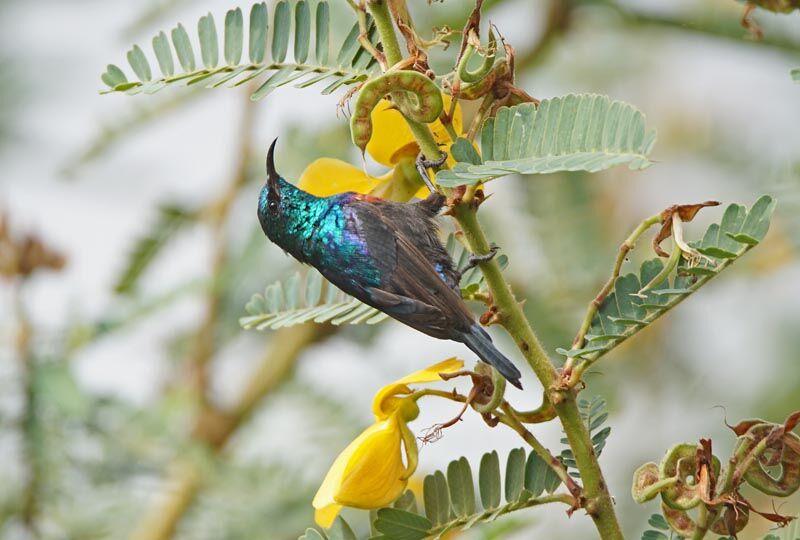 Red-chested Sunbird male
