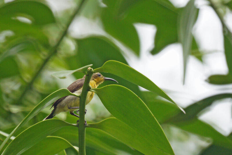 Garden Sunbird female