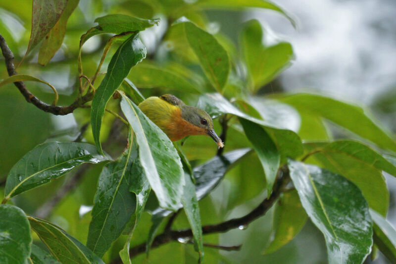 Ruby-cheeked Sunbird female