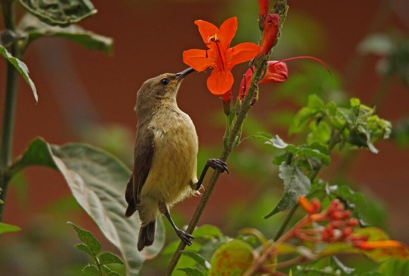 Variable Sunbird female adult, feeding habits