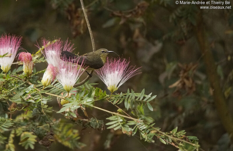Olive-bellied Sunbird female
