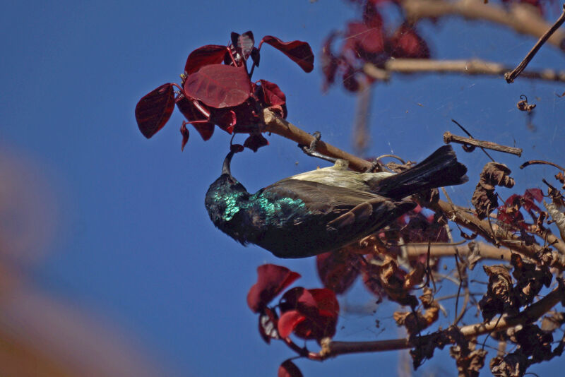 Souimanga Sunbird male