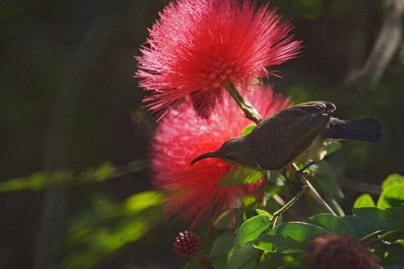 Souimanga Sunbird female