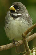 Double-collared Seedeater