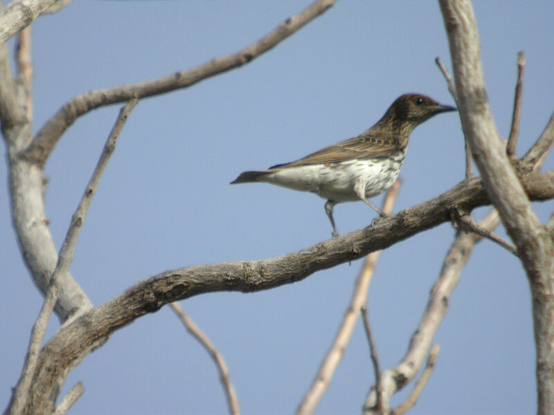 Violet-backed Starling female