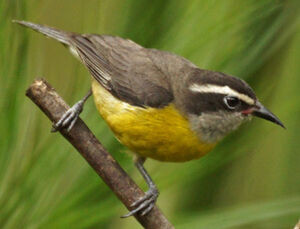 Bananaquit