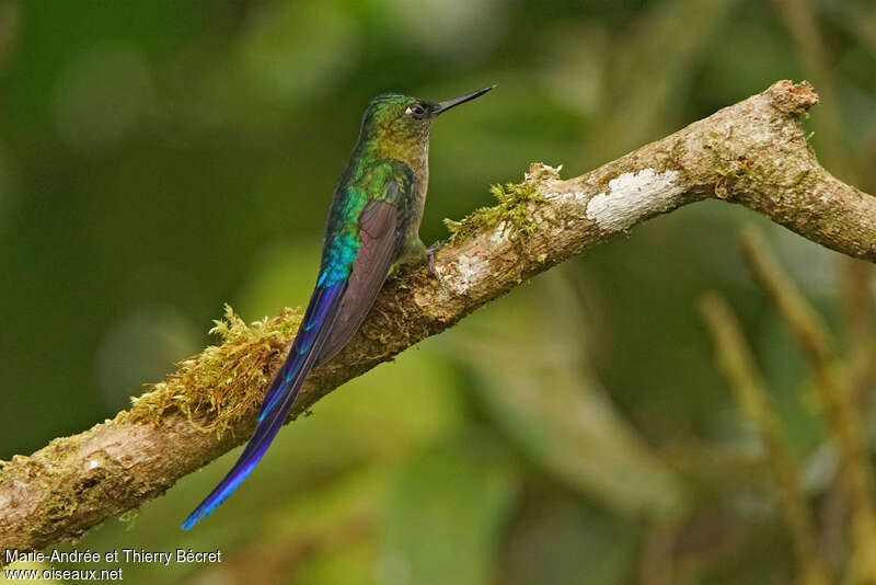 Violet-tailed Sylph male adult, identification