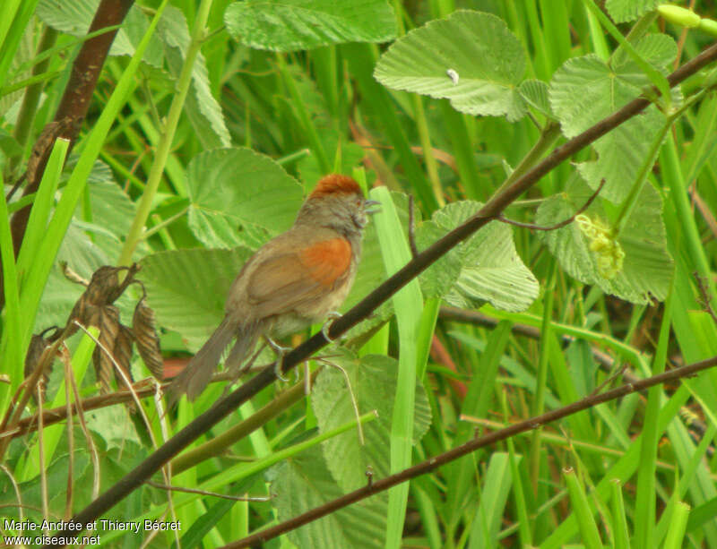 Cinereous-breasted Spinetail, habitat, pigmentation