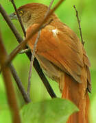 Greater Thornbird