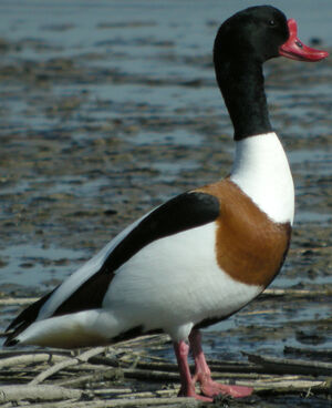 Common Shelduck