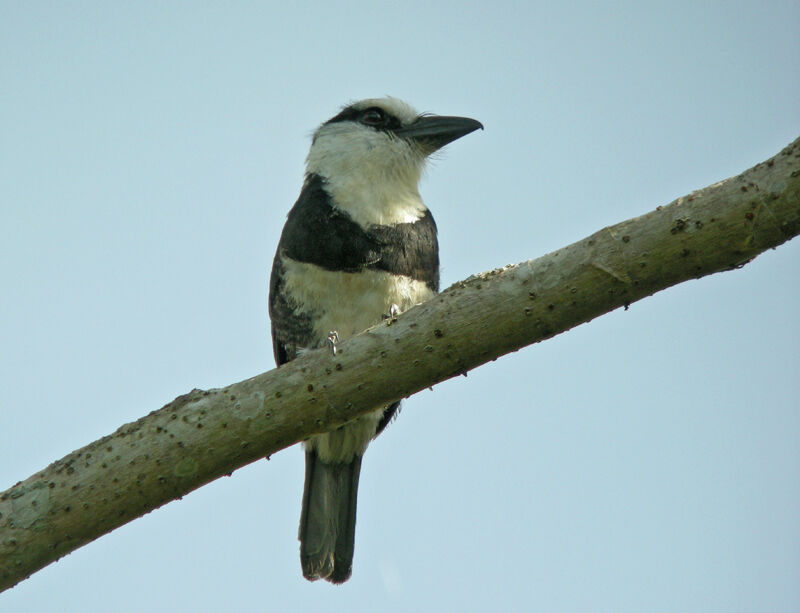 Guianan Puffbird