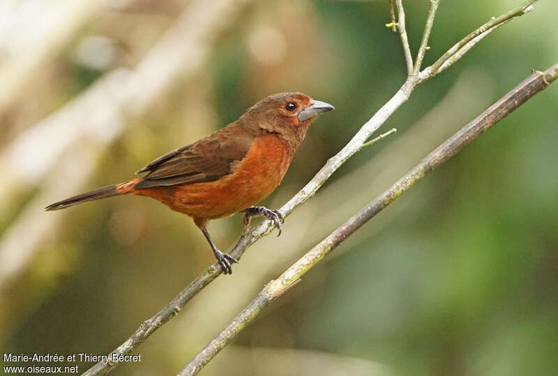 Silver-beaked Tanager female adult, identification