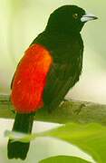Scarlet-rumped Tanager