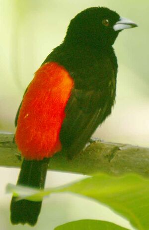 Passerini's Tanager