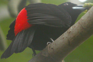 Passerini's Tanager