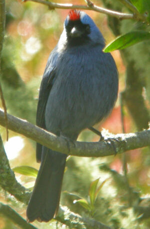 Diademed Tanager