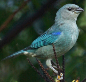 Tangara à épaulettes bleues