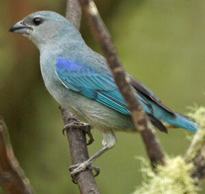 Tangara à épaulettes bleues
