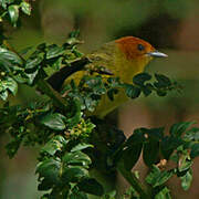 Rust-and-yellow Tanager
