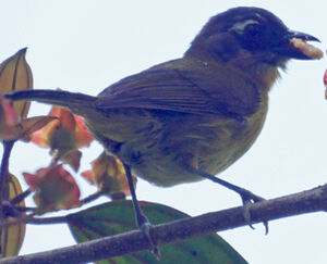 Common Bush Tanager