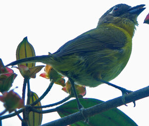 Common Bush Tanager
