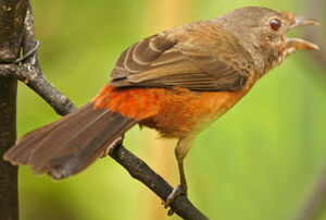 Brazilian Tanager