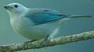 Blue-grey Tanager