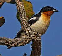 White-rumped Tanager