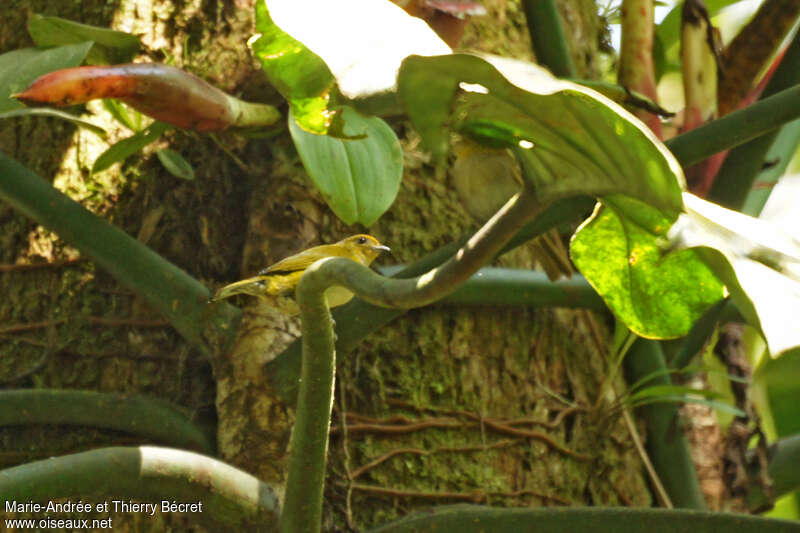 Tangara loriot femelle adulte, identification
