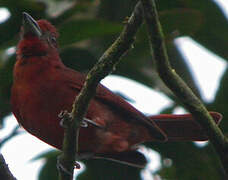 Red Tanager
