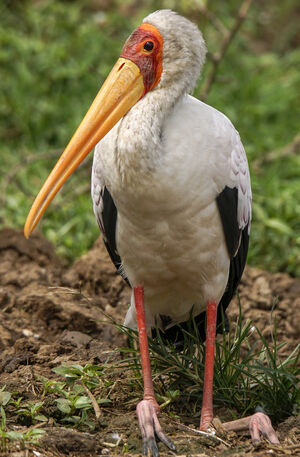 Yellow-billed Stork