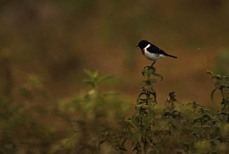African Stonechat male