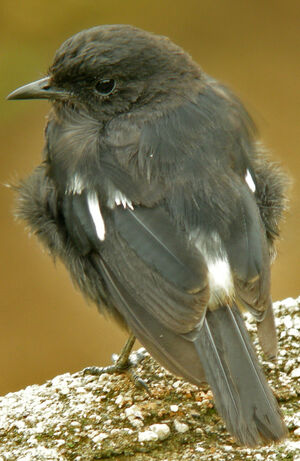 Pied Bush Chat