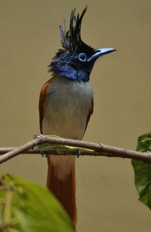 Asian Paradise Flycatcher
