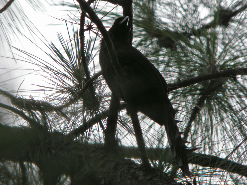 Racket-tailed Treepie