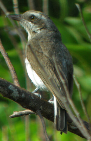 Common Woodshrike