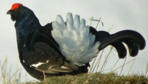 Black Grouse