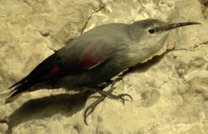 Wallcreeper