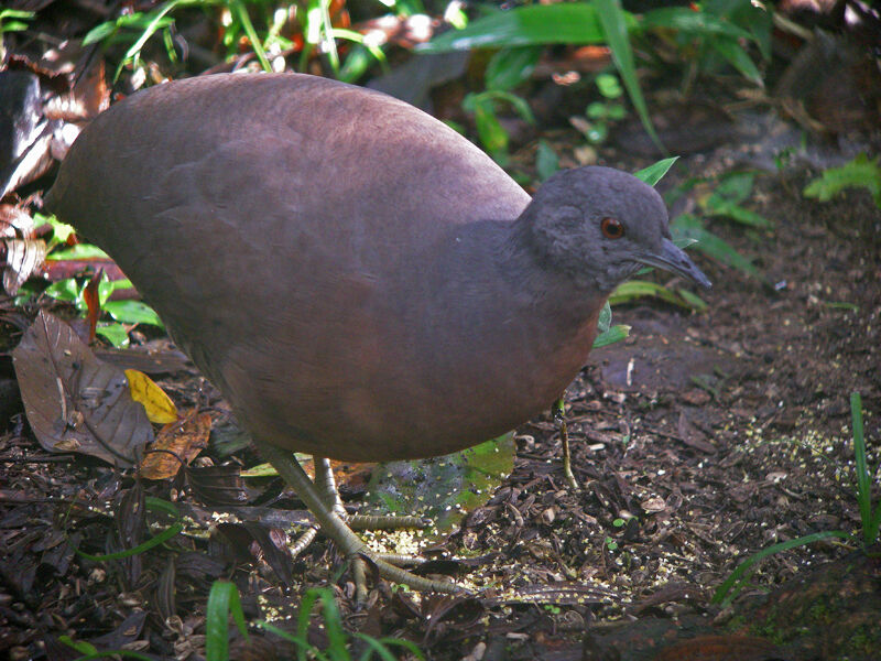Tinamou brun