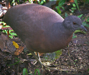 Brown Tinamou