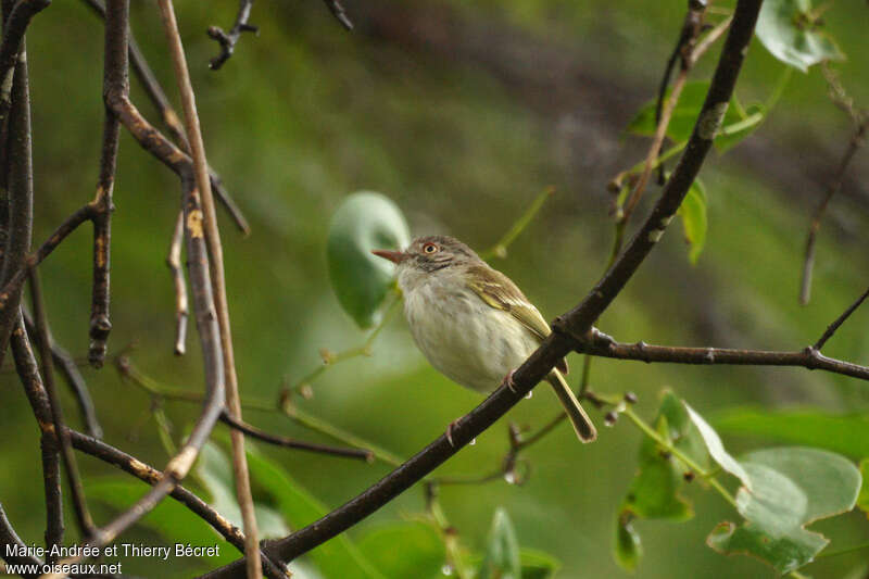Pearly-vented Tody-Tyrantadult, identification