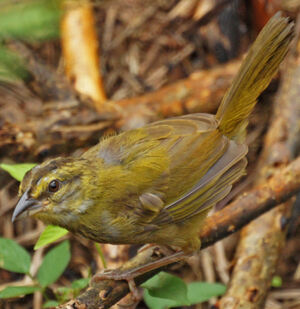Black-striped Sparrow