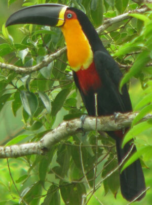 Ariel Toucan