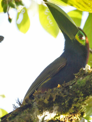 Toucanet � oreilles d'or