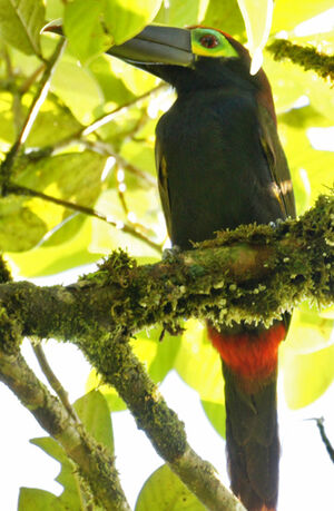 Toucanet � oreilles d'or