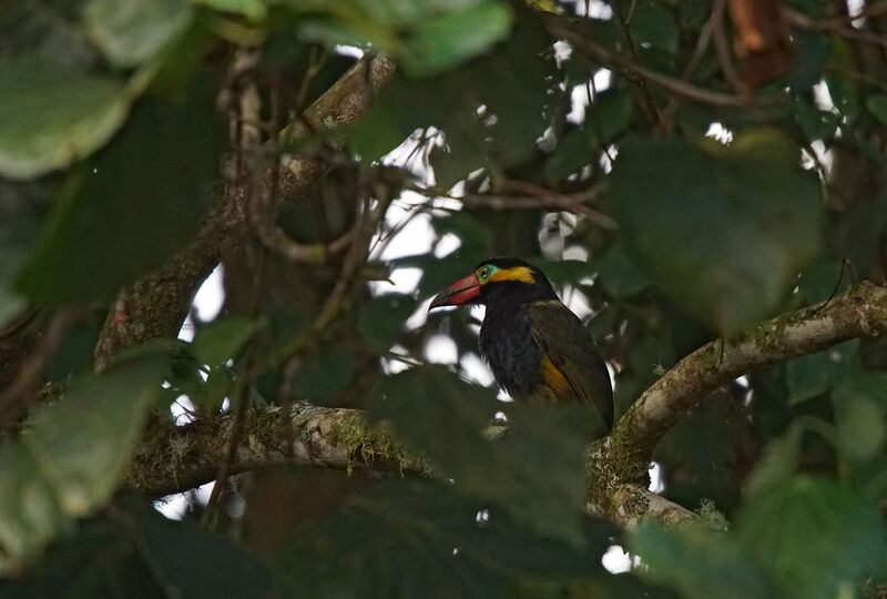 Golden-collared Toucanet male